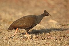 Orange-footed Megapode